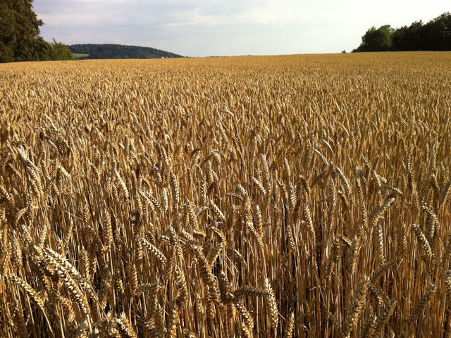 commonwheat1